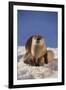 River Otter-DLILLC-Framed Photographic Print