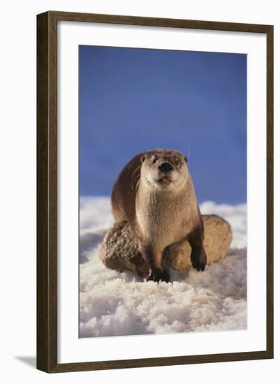 River Otter-DLILLC-Framed Photographic Print