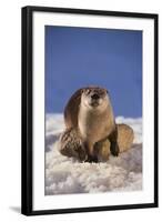 River Otter-DLILLC-Framed Photographic Print