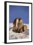 River Otter-DLILLC-Framed Photographic Print