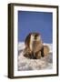 River Otter-DLILLC-Framed Photographic Print