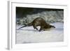 River Otter-DLILLC-Framed Photographic Print