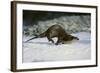 River Otter-DLILLC-Framed Photographic Print