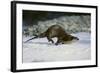 River Otter-DLILLC-Framed Photographic Print