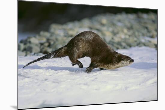 River Otter-DLILLC-Mounted Photographic Print