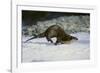 River Otter-DLILLC-Framed Photographic Print