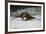 River Otter-DLILLC-Framed Photographic Print