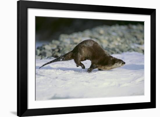 River Otter-DLILLC-Framed Photographic Print