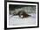 River Otter-DLILLC-Framed Photographic Print