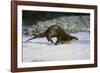 River Otter-DLILLC-Framed Photographic Print