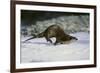 River Otter-DLILLC-Framed Photographic Print