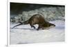 River Otter-DLILLC-Framed Photographic Print