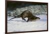 River Otter-DLILLC-Framed Photographic Print