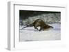 River Otter-DLILLC-Framed Photographic Print