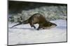 River Otter-DLILLC-Mounted Photographic Print