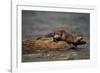 River Otter-DLILLC-Framed Photographic Print