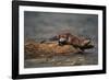 River Otter-DLILLC-Framed Photographic Print