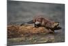 River Otter-DLILLC-Mounted Photographic Print