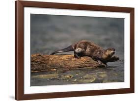 River Otter-DLILLC-Framed Photographic Print