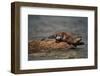 River Otter-DLILLC-Framed Photographic Print