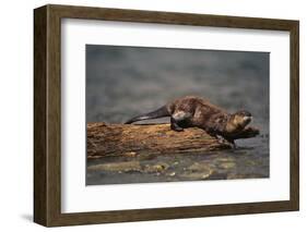 River Otter-DLILLC-Framed Photographic Print