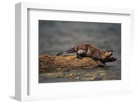 River Otter-DLILLC-Framed Photographic Print