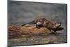 River Otter-DLILLC-Mounted Photographic Print