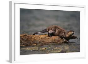 River Otter-DLILLC-Framed Photographic Print