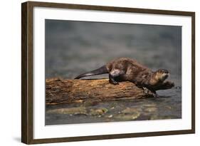 River Otter-DLILLC-Framed Photographic Print