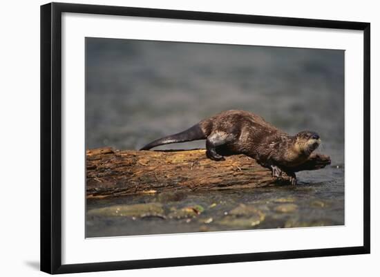 River Otter-DLILLC-Framed Photographic Print