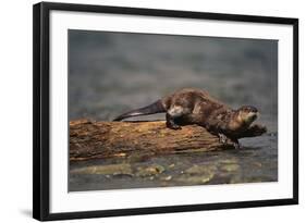 River Otter-DLILLC-Framed Photographic Print