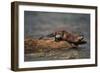 River Otter-DLILLC-Framed Photographic Print