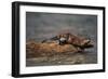 River Otter-DLILLC-Framed Photographic Print