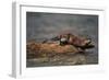 River Otter-DLILLC-Framed Photographic Print