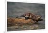 River Otter-DLILLC-Framed Photographic Print