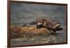 River Otter-DLILLC-Framed Photographic Print