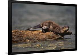 River Otter-DLILLC-Framed Photographic Print