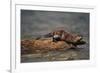 River Otter-DLILLC-Framed Photographic Print