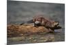 River Otter-DLILLC-Mounted Photographic Print