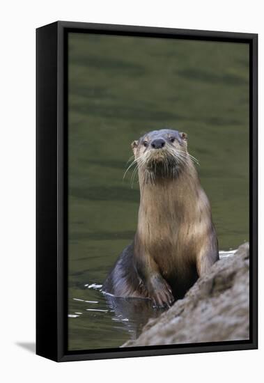 River Otter-Ken Archer-Framed Stretched Canvas