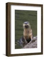 River Otter-Ken Archer-Framed Photographic Print