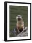 River Otter-Ken Archer-Framed Photographic Print