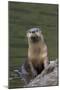 River Otter-Ken Archer-Mounted Photographic Print