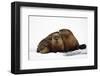 River Otters-null-Framed Premium Giclee Print