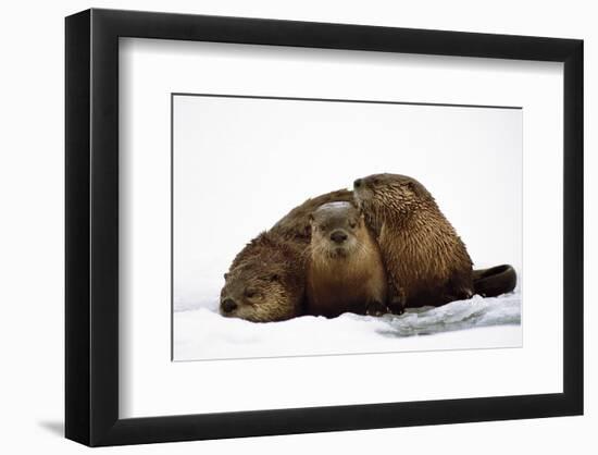 River Otters-null-Framed Premium Giclee Print