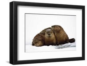 River Otters-null-Framed Premium Giclee Print