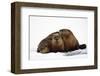 River Otters-null-Framed Premium Giclee Print
