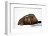 River Otters-null-Framed Premium Giclee Print