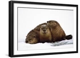 River Otters-null-Framed Premium Giclee Print