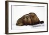 River Otters-null-Framed Premium Giclee Print